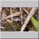 Oxybelus sp - Fliegenspiesswespe w04b 5mm - Sandgrube Niedringhaussee.jpg